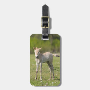 Przewalski's Horse foal, Hungary Luggage Tag