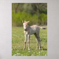 Przewalski's Horse foal, Hungary