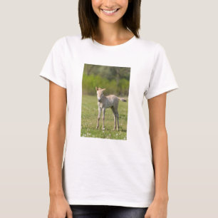 Przewalski's Horse foal, Hungary T-Shirt