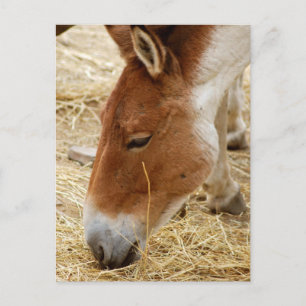 Przewalski's Horse Postcard