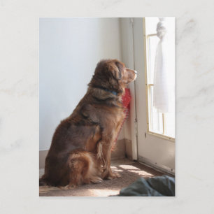 Psalm 130:5 Dog Window Postcard
