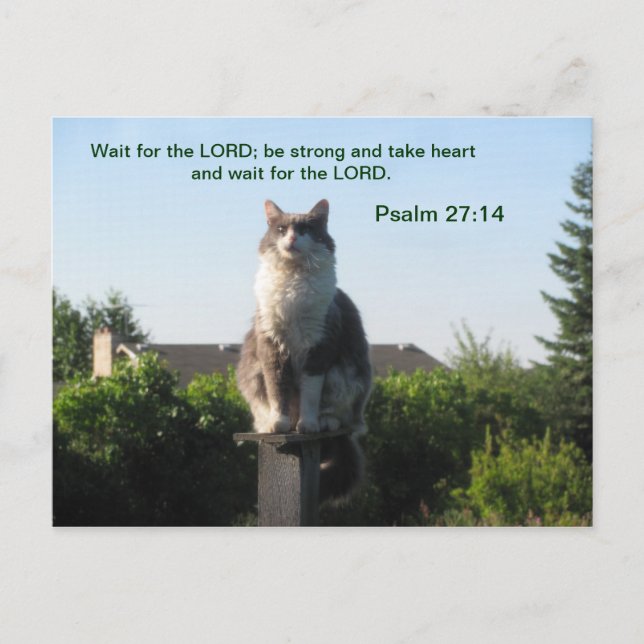 Psalm 27:14 and Crosseyed cat Postcard (Front)