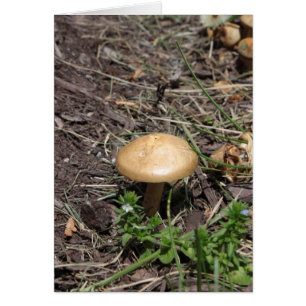 Psalm 51:10 Mushroom Card