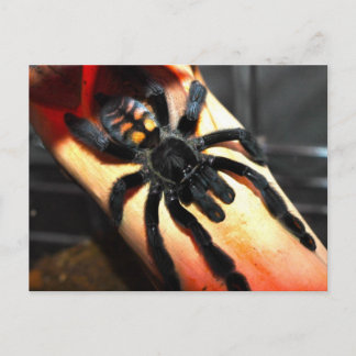 Psalmopoeus irminia postcard