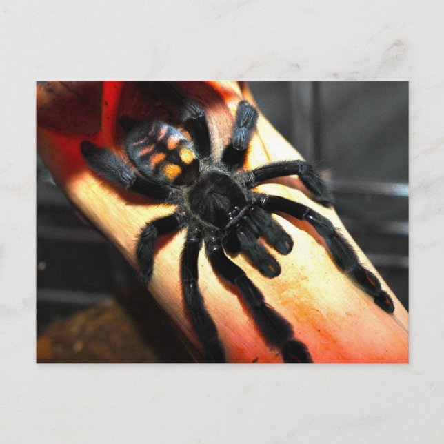 Psalmopoeus irminia postcard (Front)