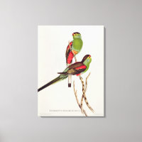 Psephotus Pulcherrimus