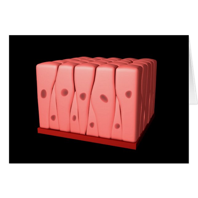 Pseudostratified Columnar Epithelium (Front Horizontal)