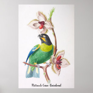 Psittacule Caica-Barraband -  Birds of Brazil Poster