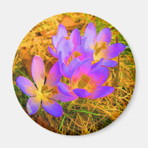 Psychedelic Crocus Magnet