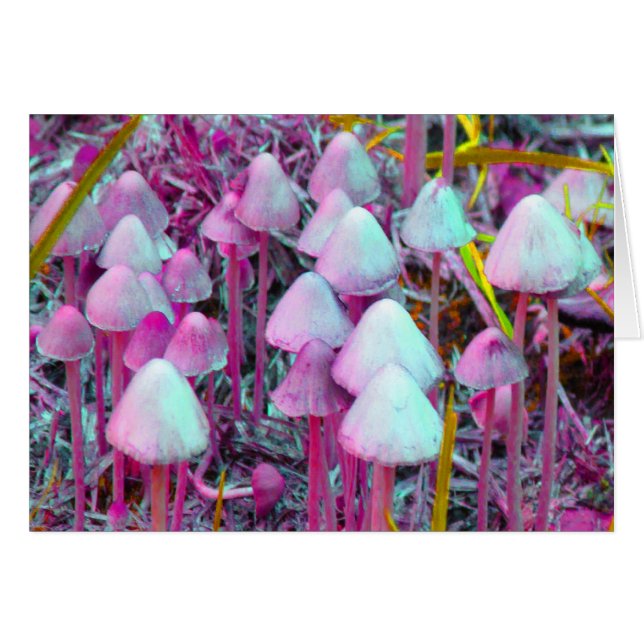 Psychedelic Mushrooms (Front Horizontal)
