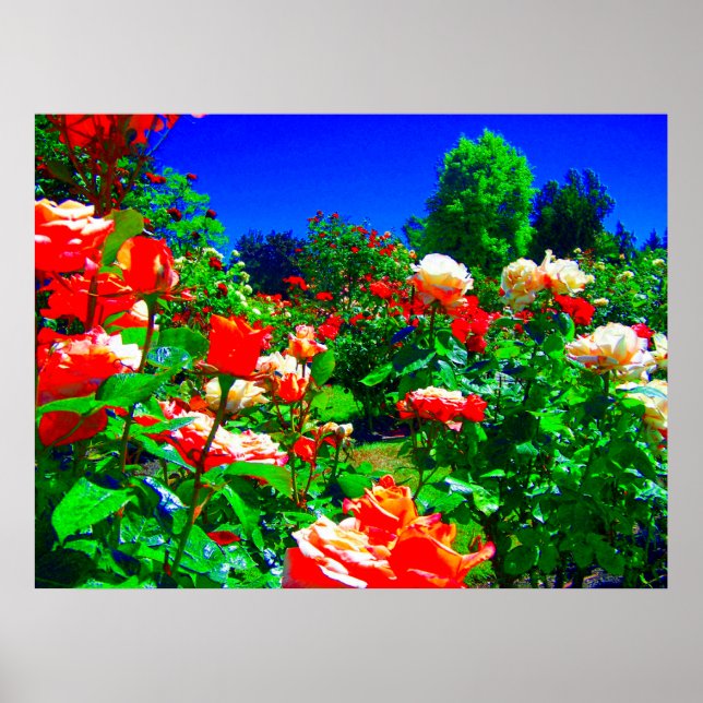 Psychedelic Rose Garden Poster (Front)