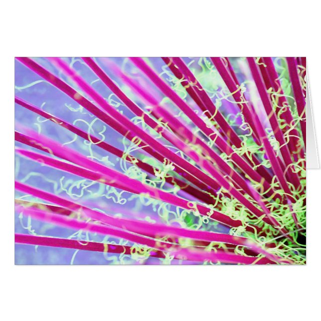 Psychedelic Yucca Abstract Red (Front Horizontal)