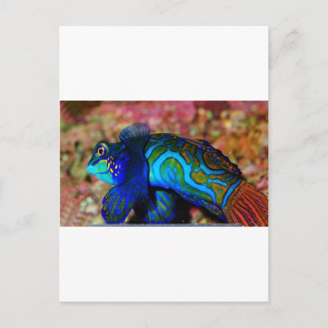 Psychodelic Fish Postcard (Front)