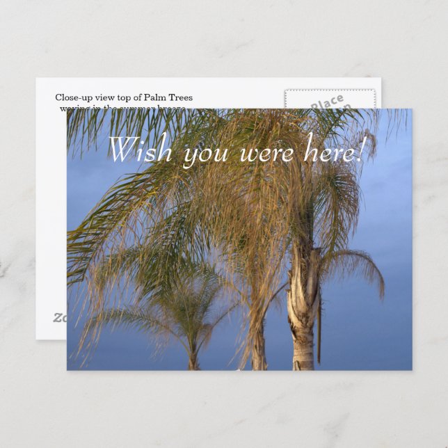 Pt. Pleasant NJ Wish you were here! Palm Trees Postcard (Front/Back)