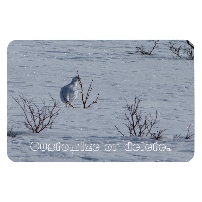 Ptarmigan Snacking; Customisable Magnet (Horizontal)