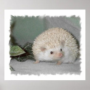 Ptarmigan the Hedgehog Poster