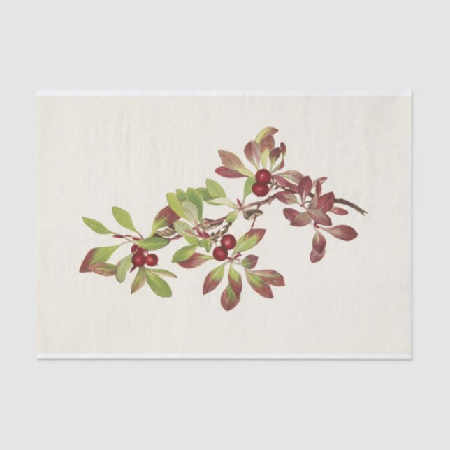 Ptarmiganberry by Mary Vaux Walcott Tissue Paper (Front)