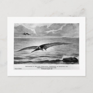 Pteranodon art postcard