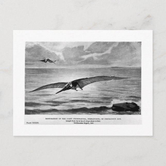 Pteranodon art postcard (Front)