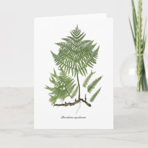 Pteridium aquilinum card