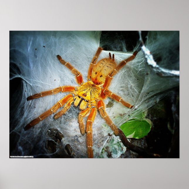 Pterinochilus murinus poster (Front)