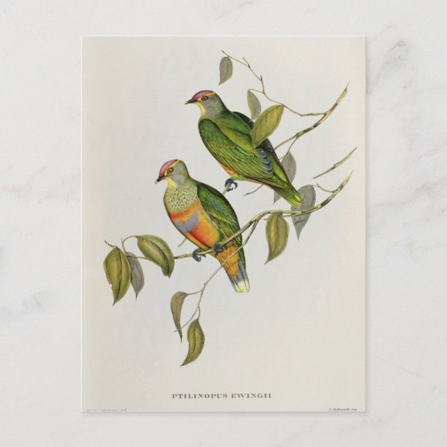 Ptilinopus Ewingii Postcard (Front)