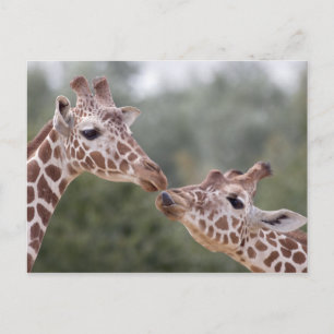 Pucker Up! Postcard