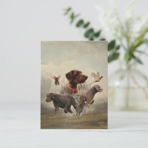 Pudelpointers, Hunting pheasant   Postcard