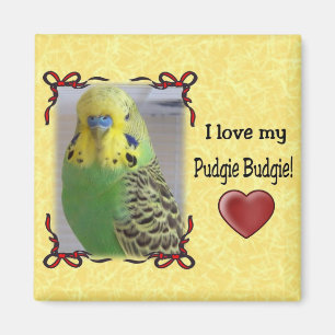 Pudgie Budgie 3 Magnet