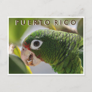 Puerto Rican Parrot Postcard