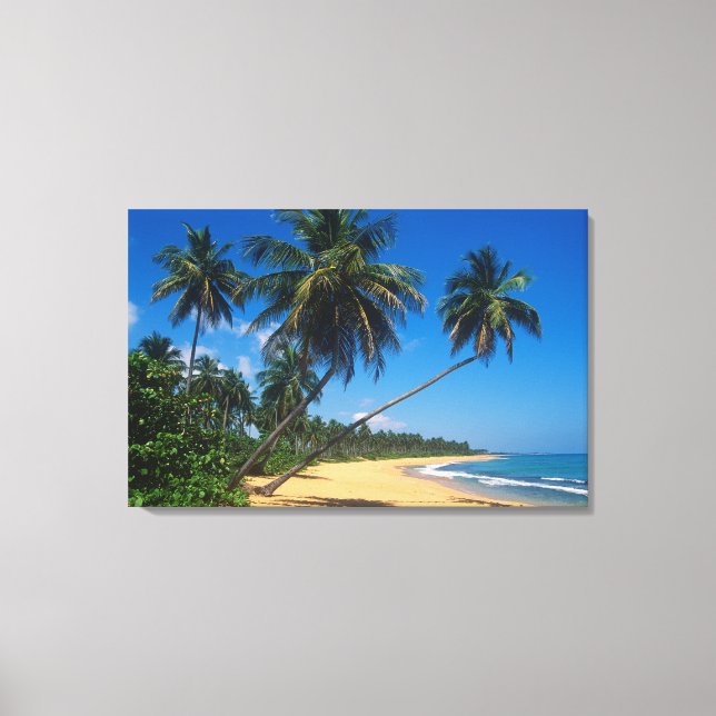 Puerto Rico, Isla Verde, palm trees. Canvas Print (Front)