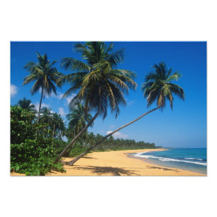 Puerto Rico, Isla Verde, palm trees. Photo Print