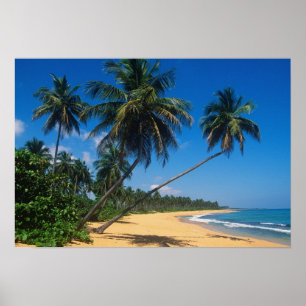 Puerto Rico, Isla Verde, palm trees. Poster