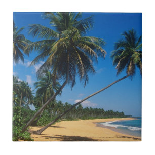Puerto Rico, Isla Verde, palm trees Tile