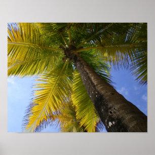 Puerto Rico Palm by RZB Poster