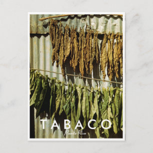 Puerto Rico Tobacco Drying 1942 Vintage Postcard