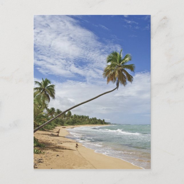 Puerto Rico. Tres Palmitas Beach Puerto Rico Postcard (Front)