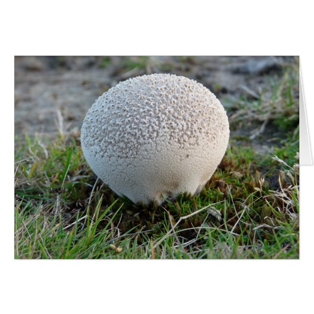 "Puffball" (Front Horizontal)