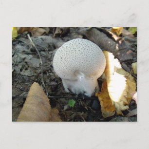 Puffball Mushroom Postcard