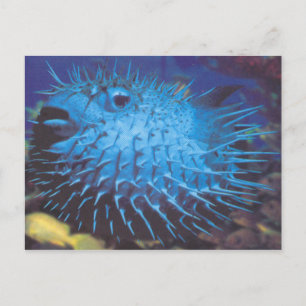 Pufferfish Postcard