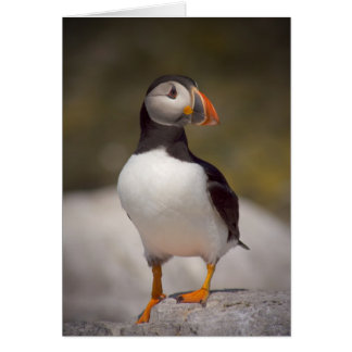 Puffin