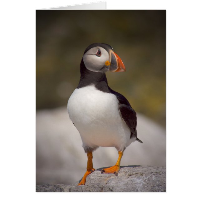 Puffin (Front)