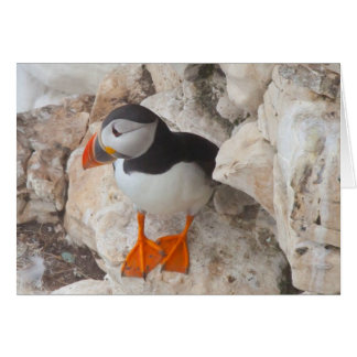 PUFFIN