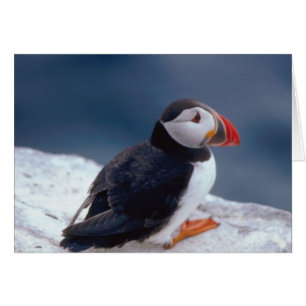 Puffin