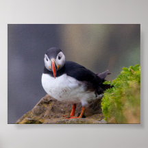 Puffin bird in Iceland