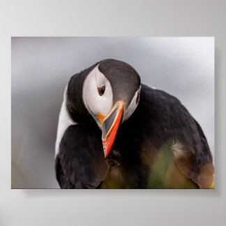 Puffin bird in Iceland Poster