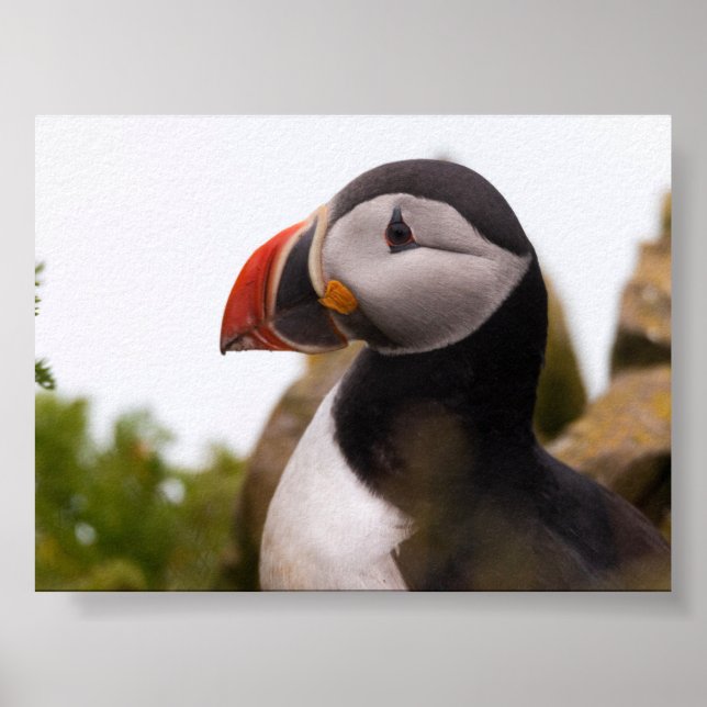 Puffin bird in Iceland Poster (Front)