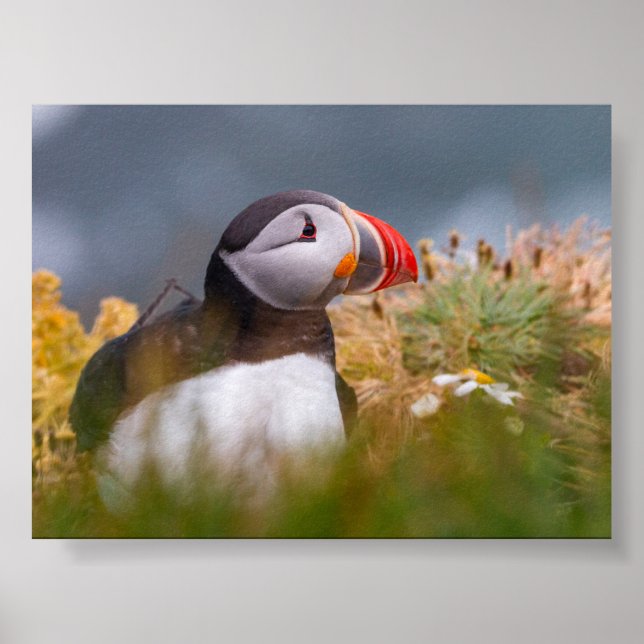 Puffin bird in Iceland Poster (Front)