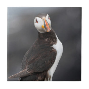 Puffin bird tile
