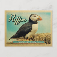 Puffin Bird - Wildlife of the North